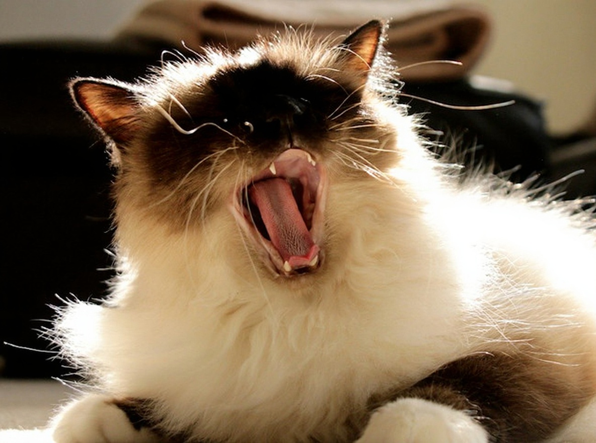 伯曼猫