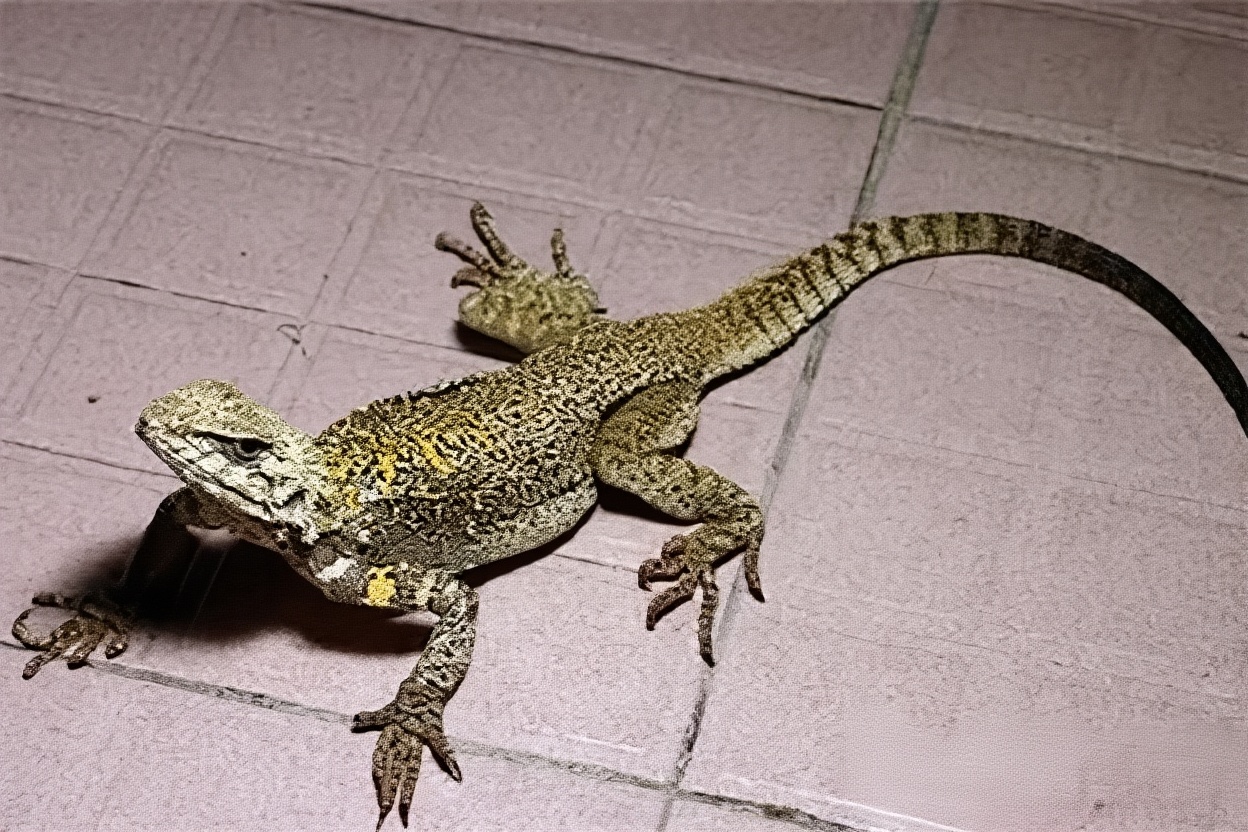 新疆岩蜥