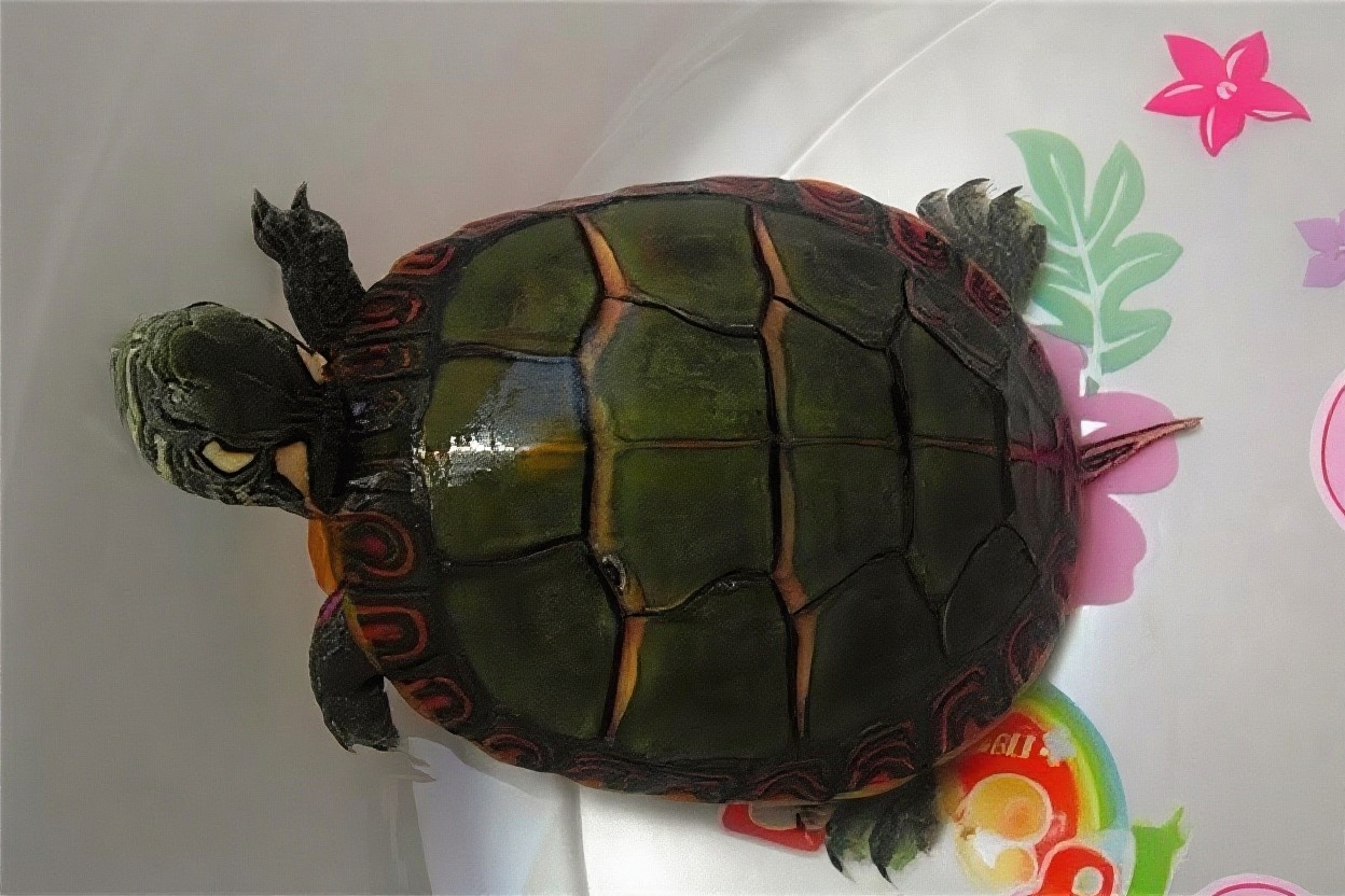 东部锦龟