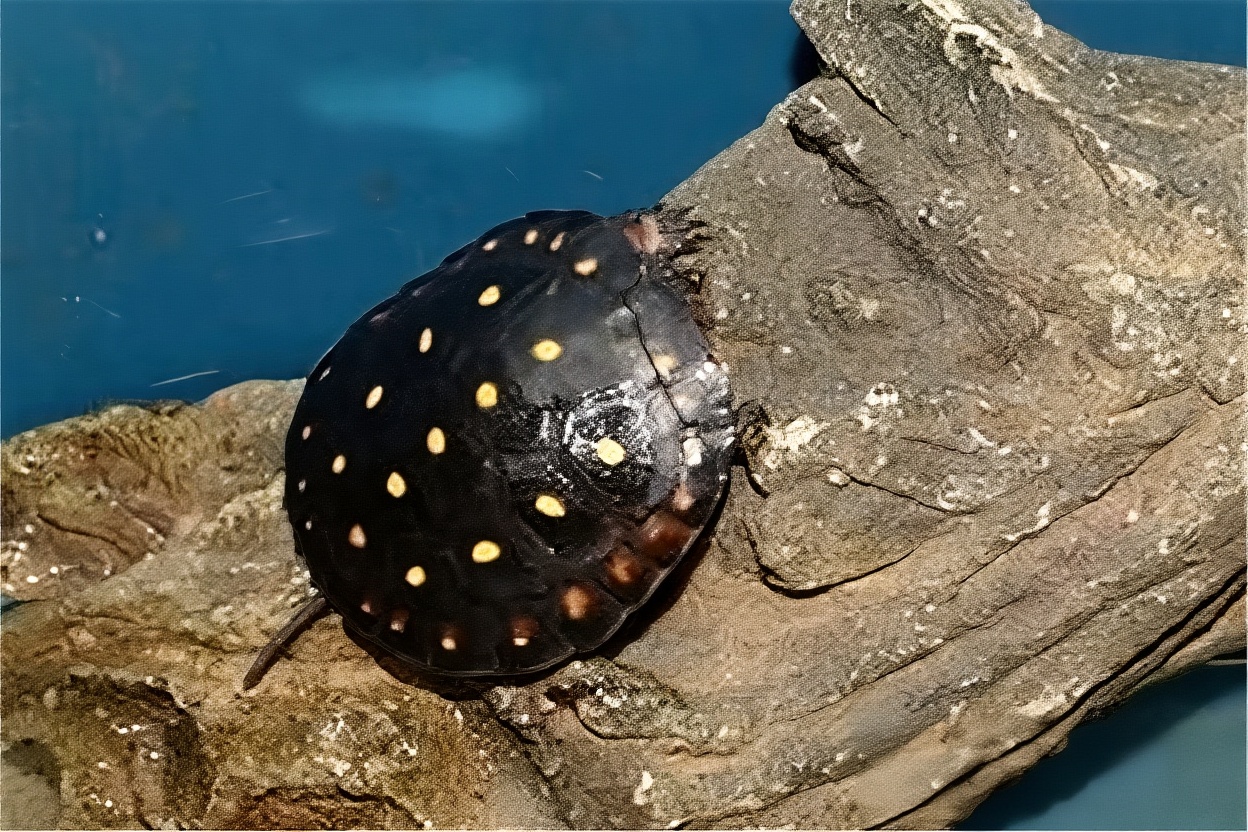 星点水龟