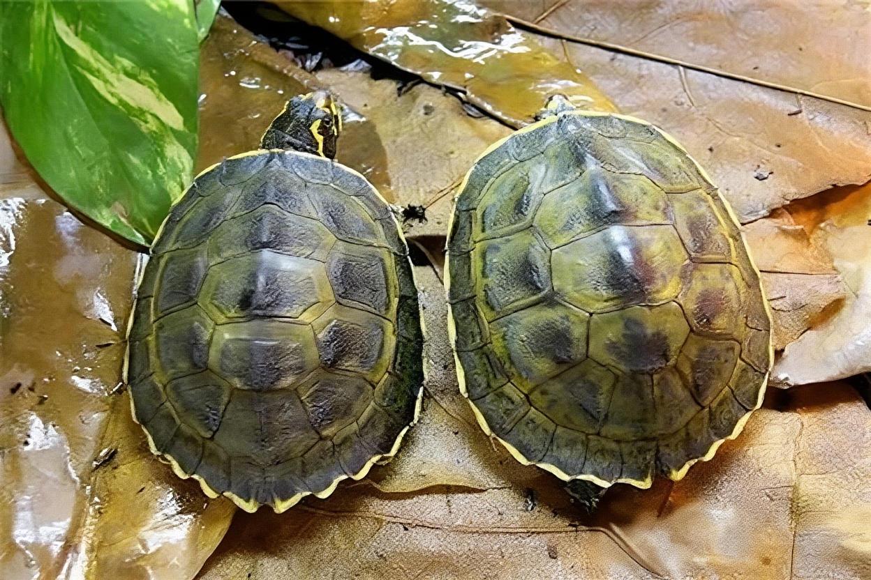 冠背龟