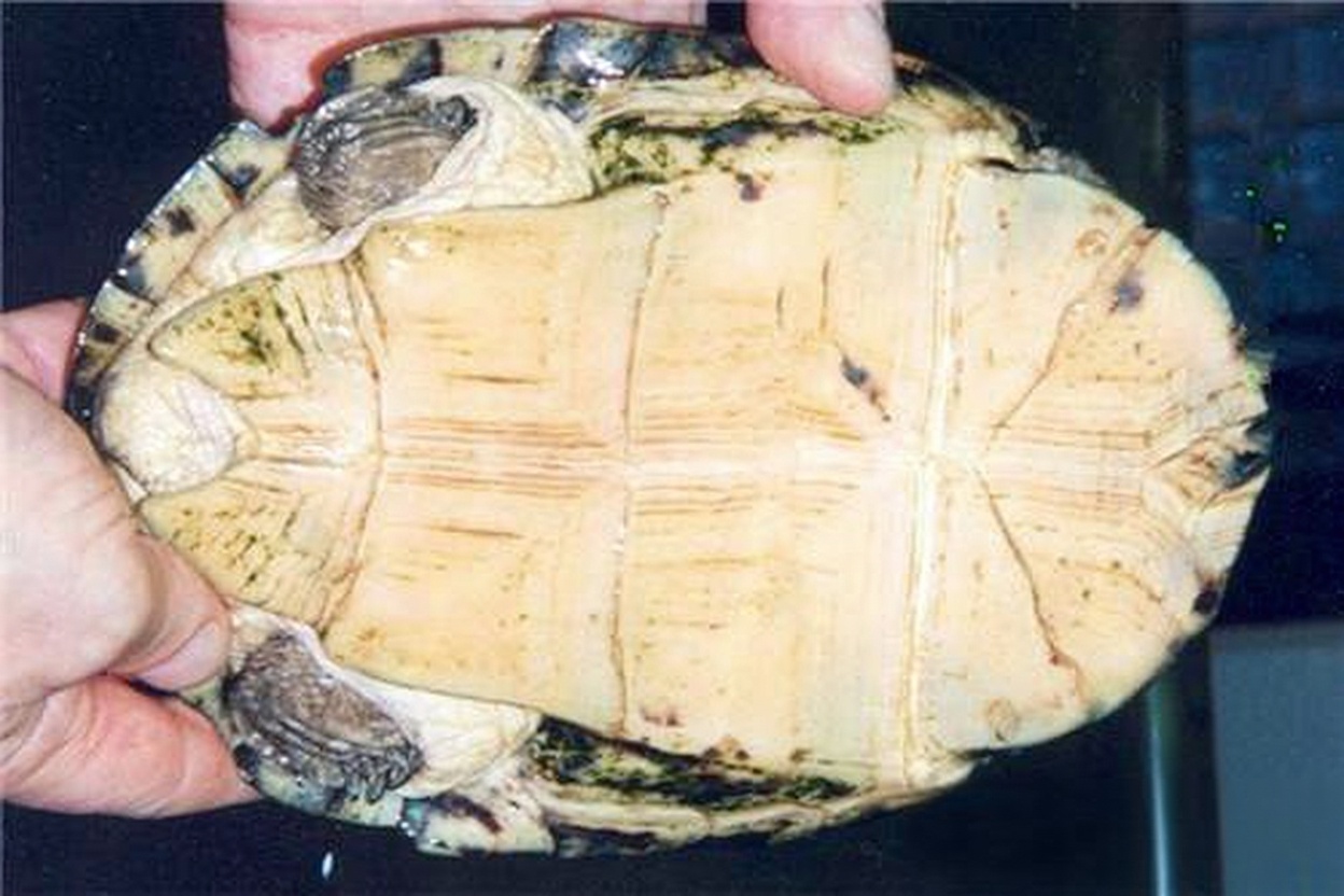 非洲棱背泥龟