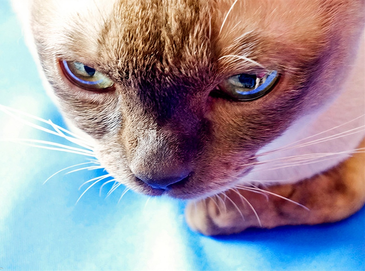 东奇尼猫