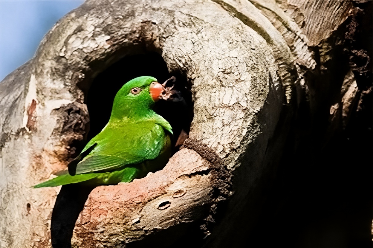 鳞胸吸蜜鹦鹉