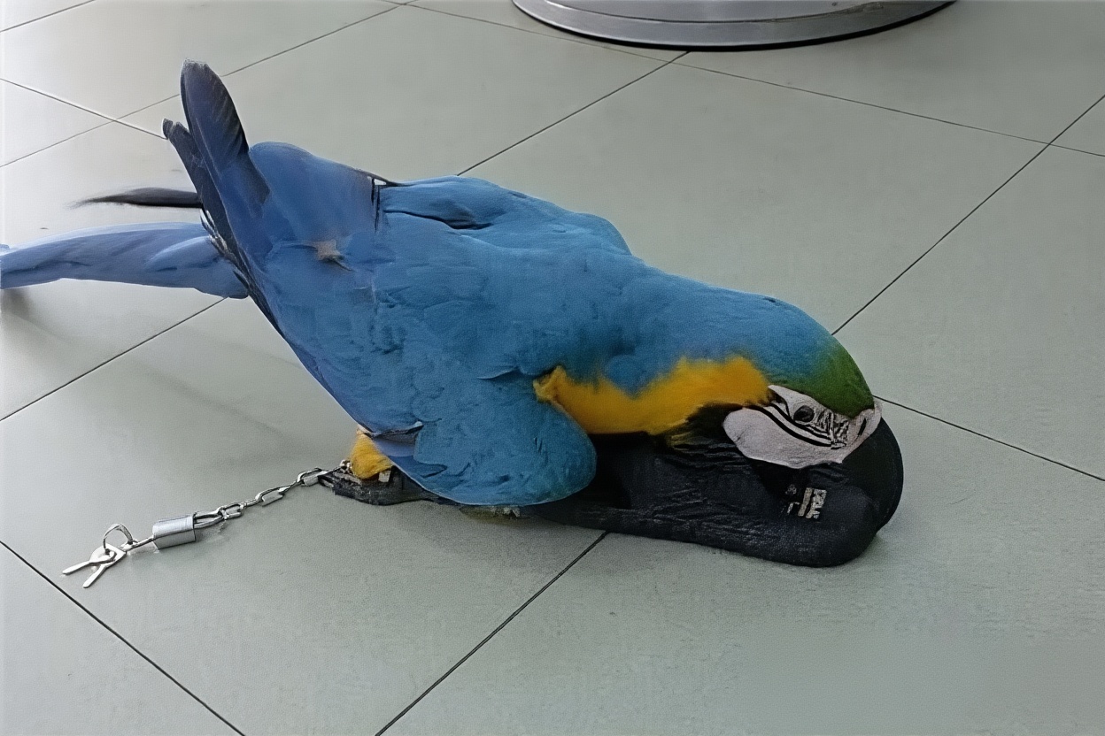 蓝黄金刚鹦鹉