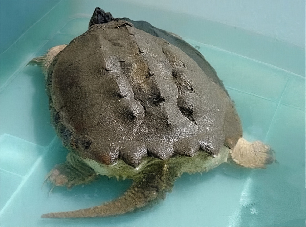 北美拟鳄龟