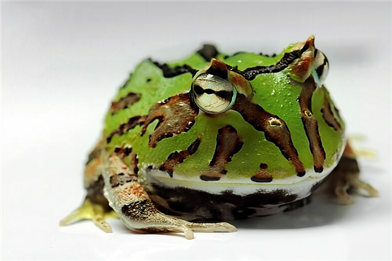 角蛙
