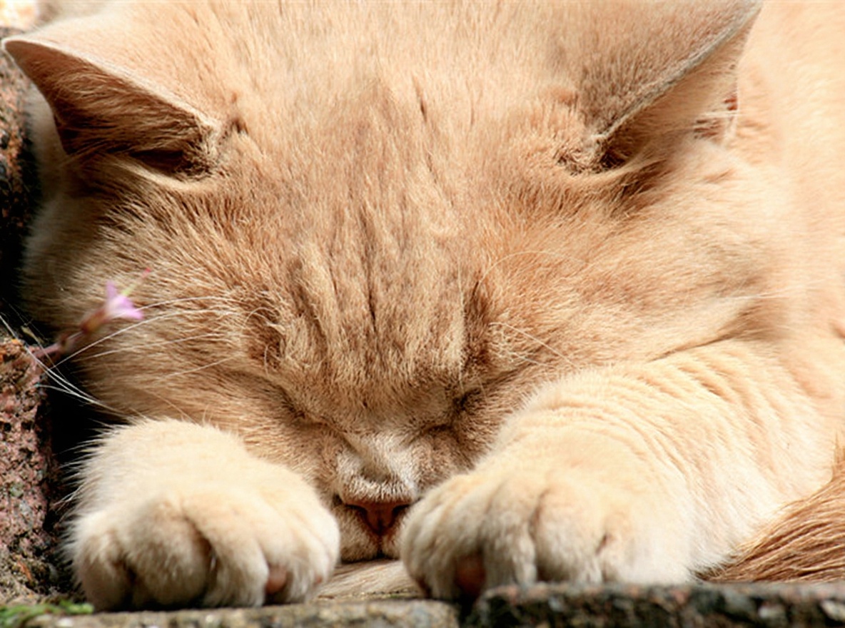 英国短毛猫