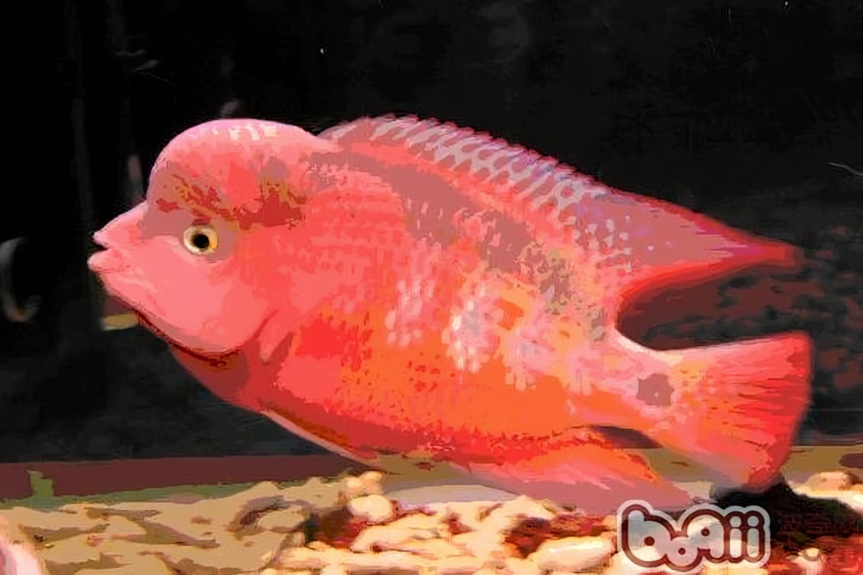 金马骝