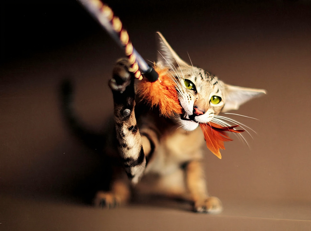 东方猫