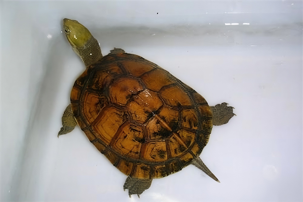 黄喉拟水龟