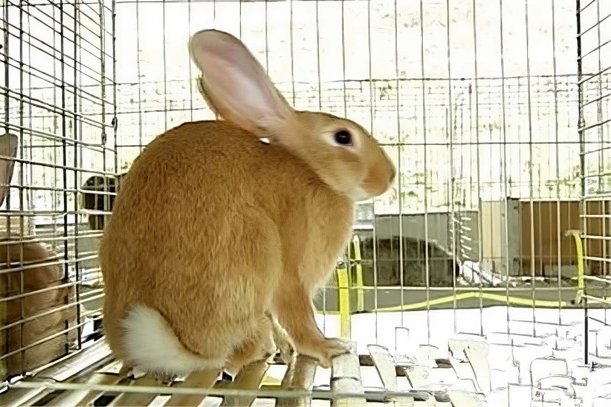 福建黄兔