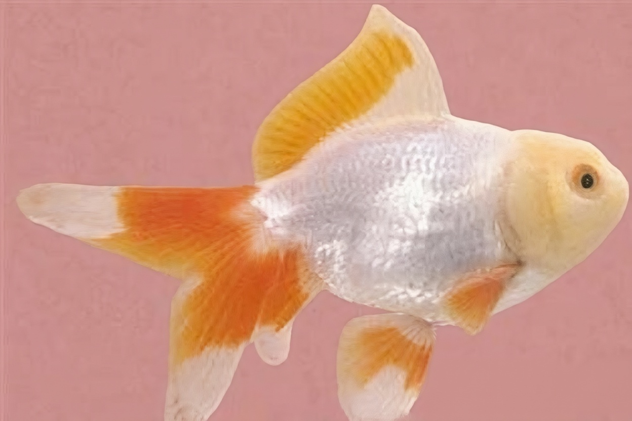 玫瑰红虎头龙睛