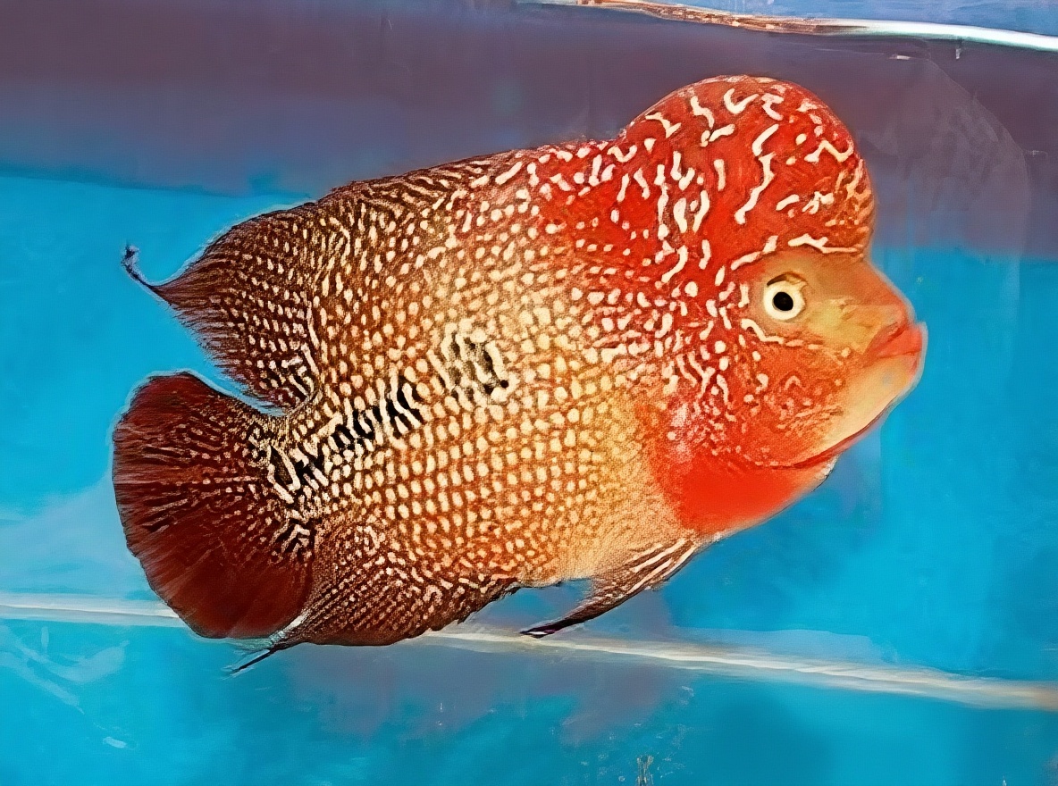 花罗汉