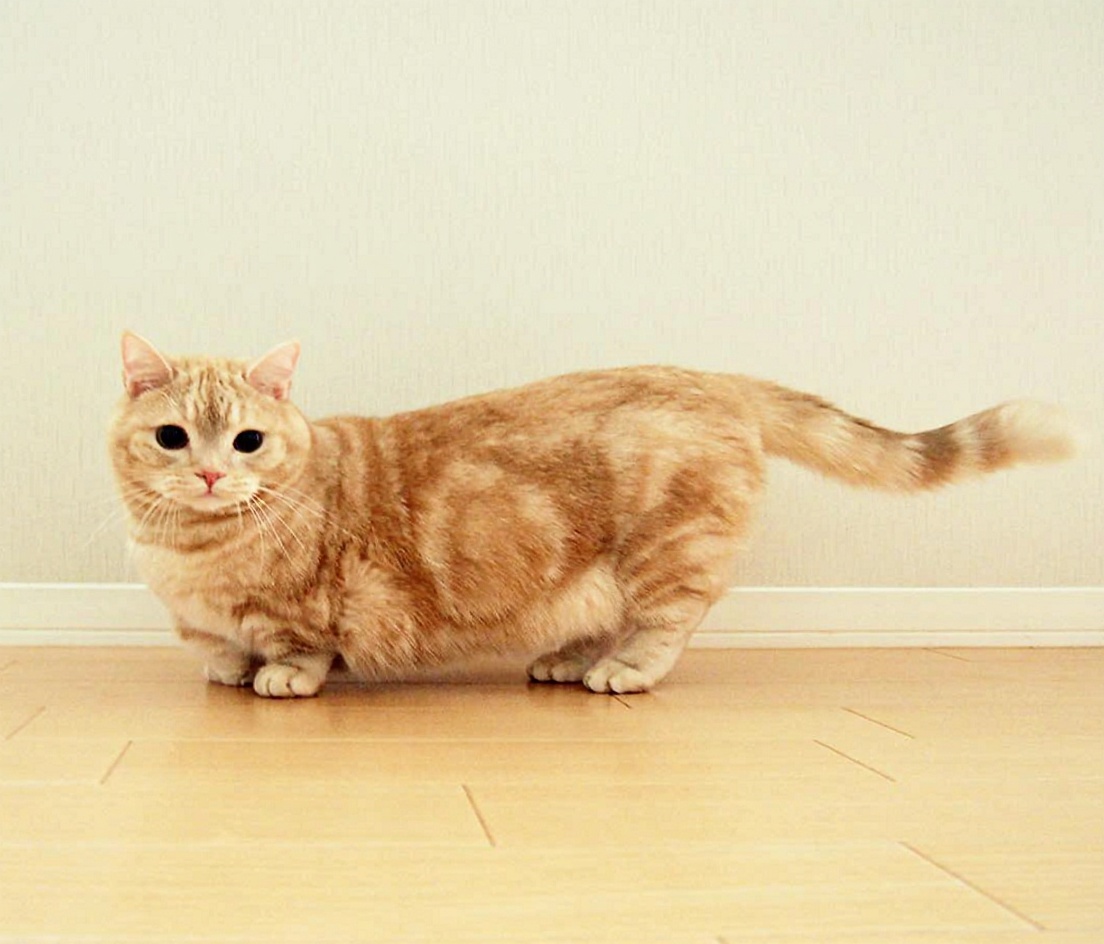 曼基康猫
