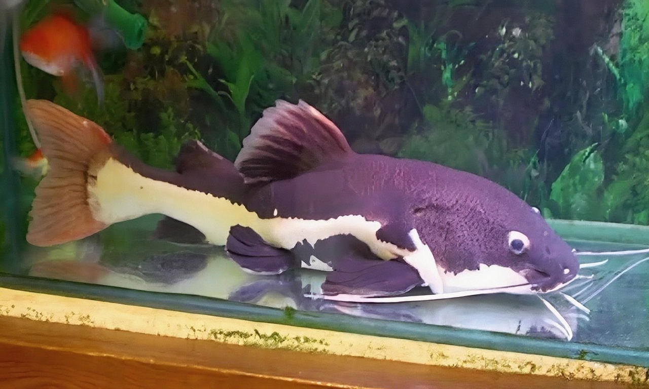 红尾鲶