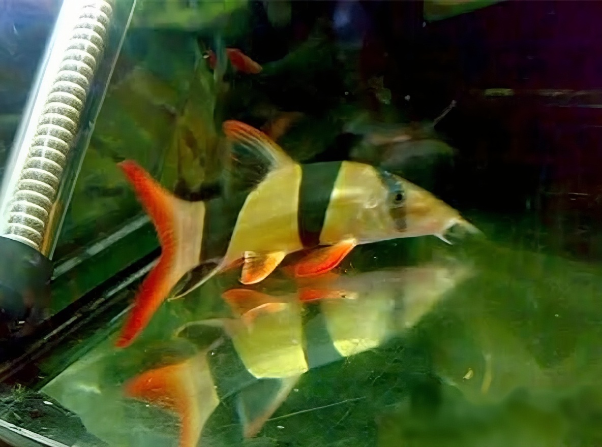三间鼠鱼