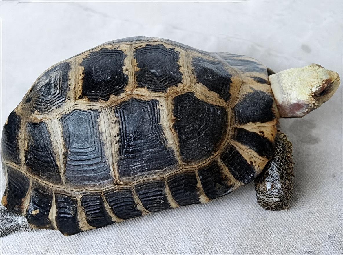缅甸陆龟