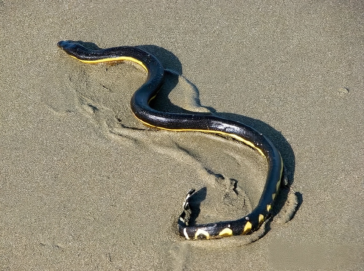 长吻海蛇