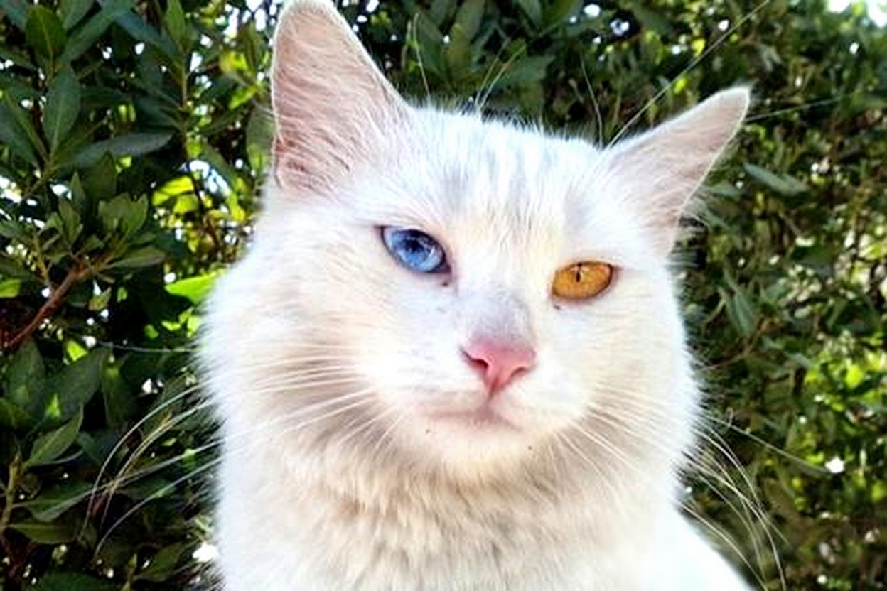 土耳其梵猫