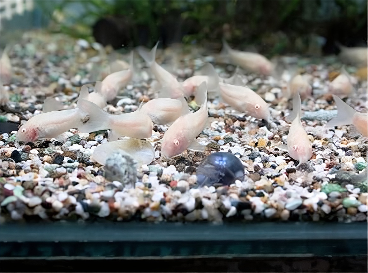 白鼠鱼