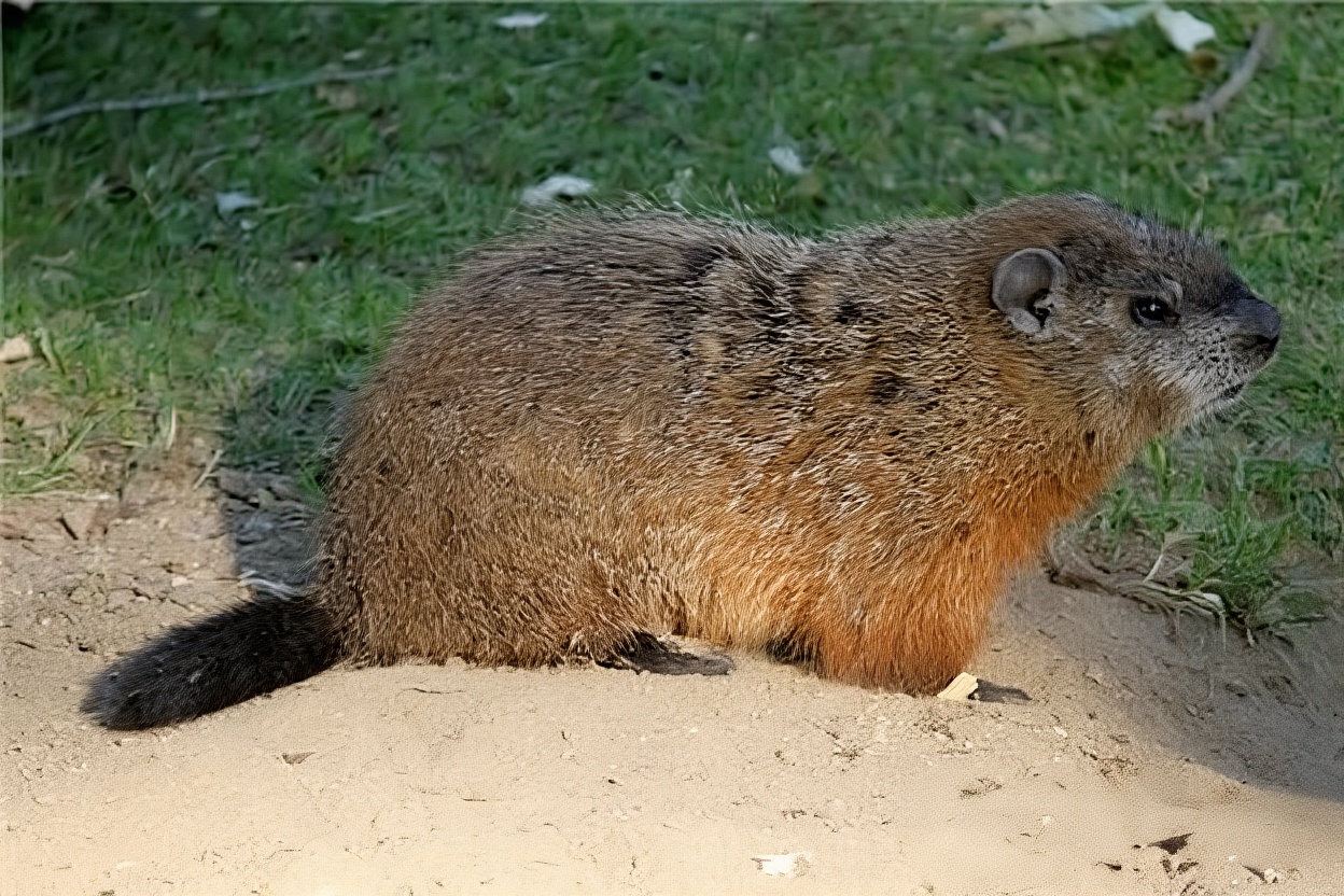 土拔鼠