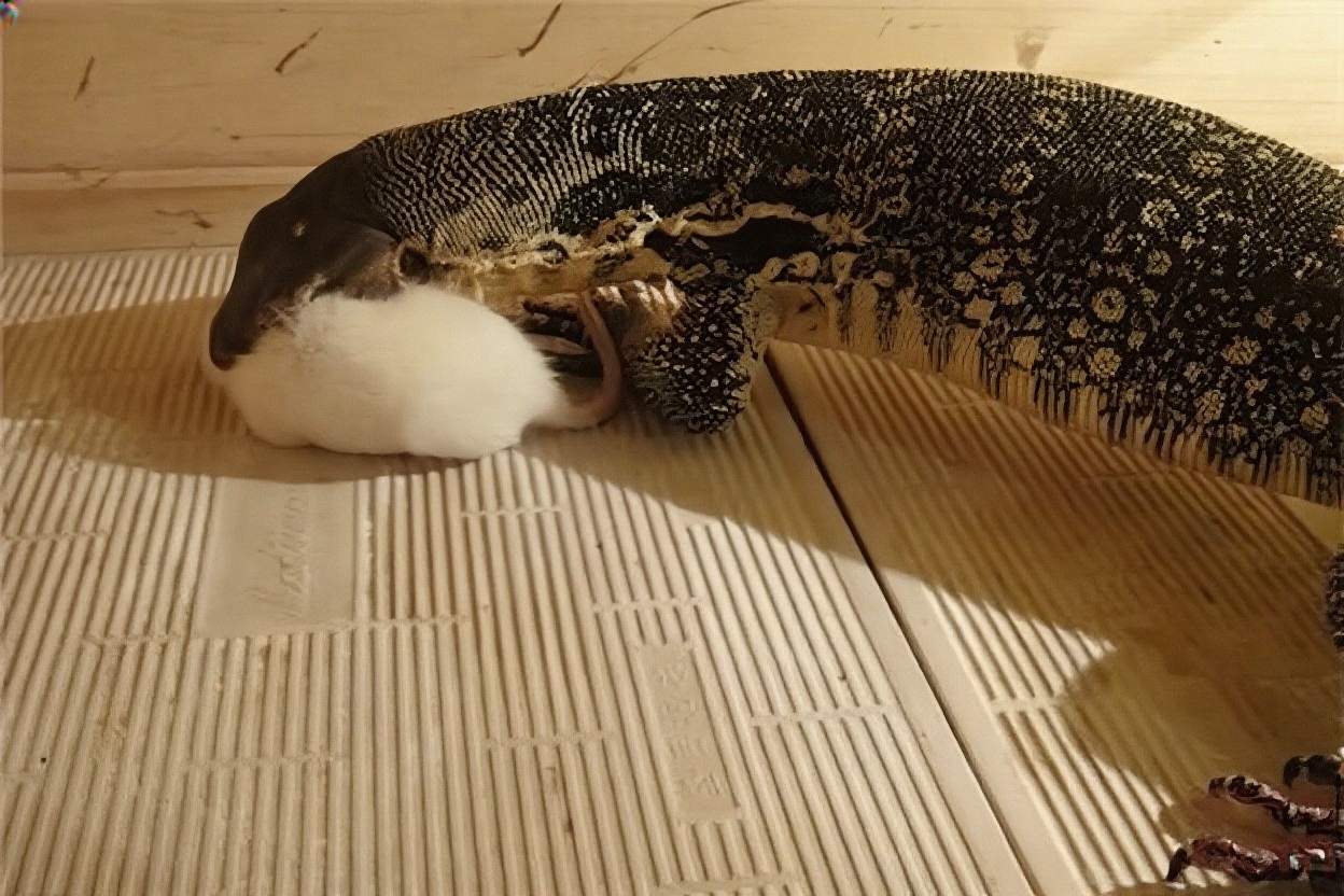 砂巨蜥