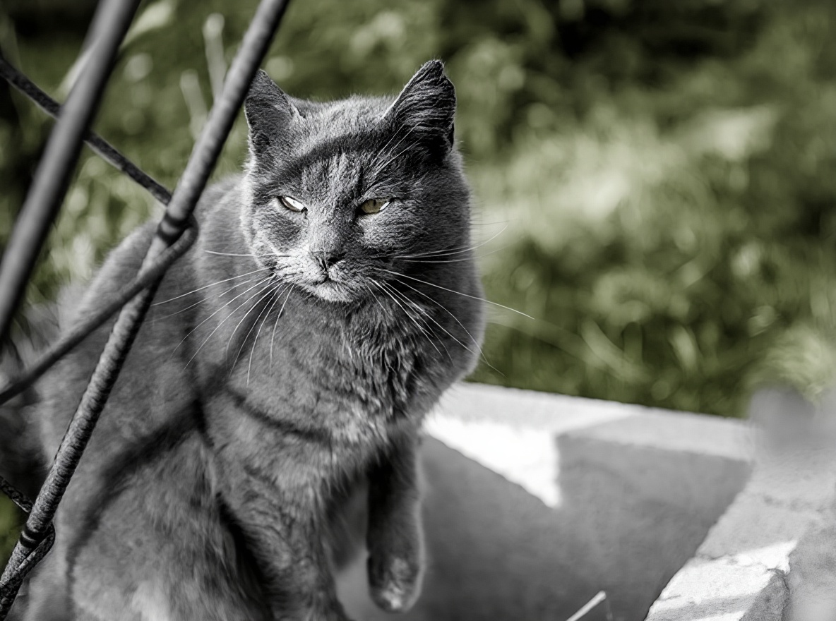 夏特尔猫