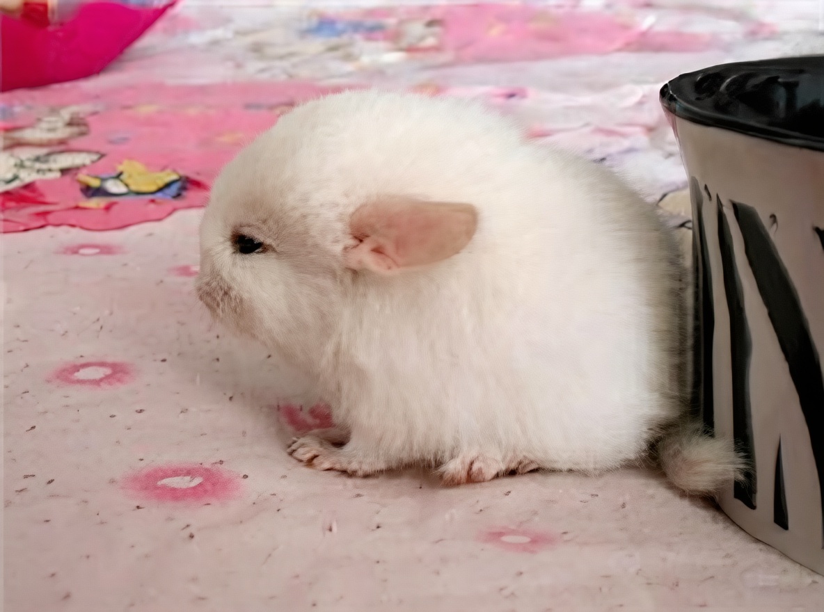 粉白龙猫