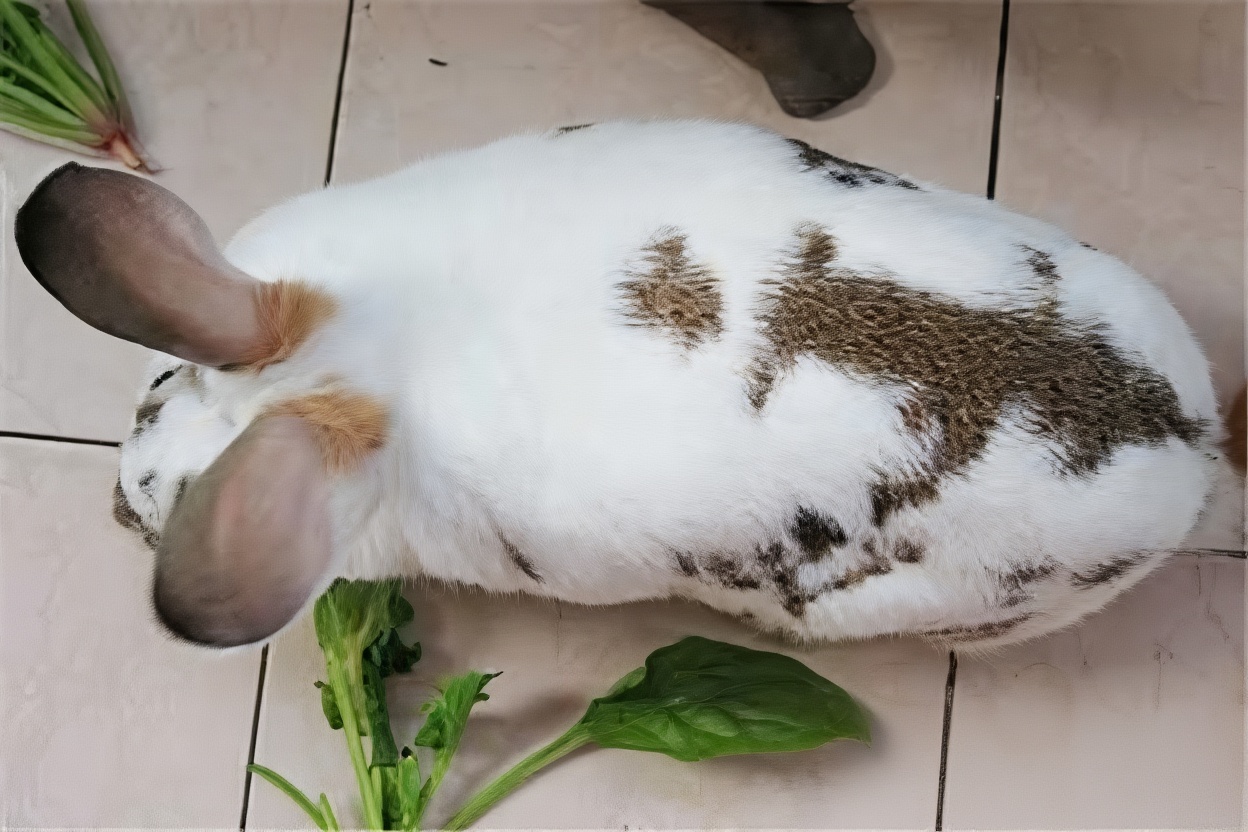 维兰特兔
