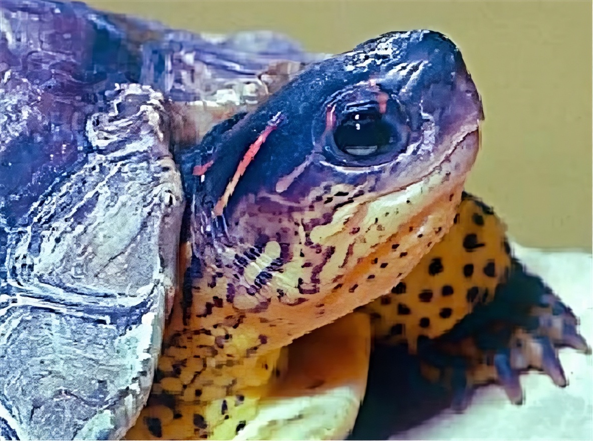犁沟木纹龟