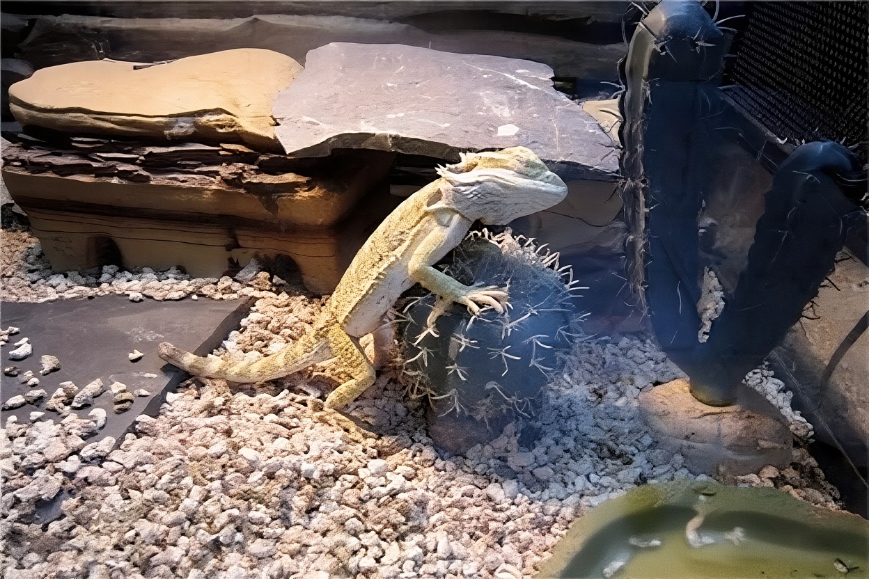鬃狮蜥