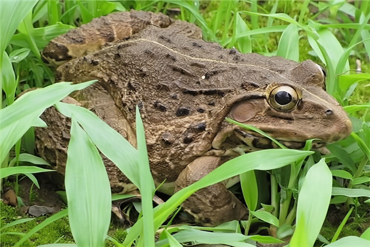 虎纹蛙