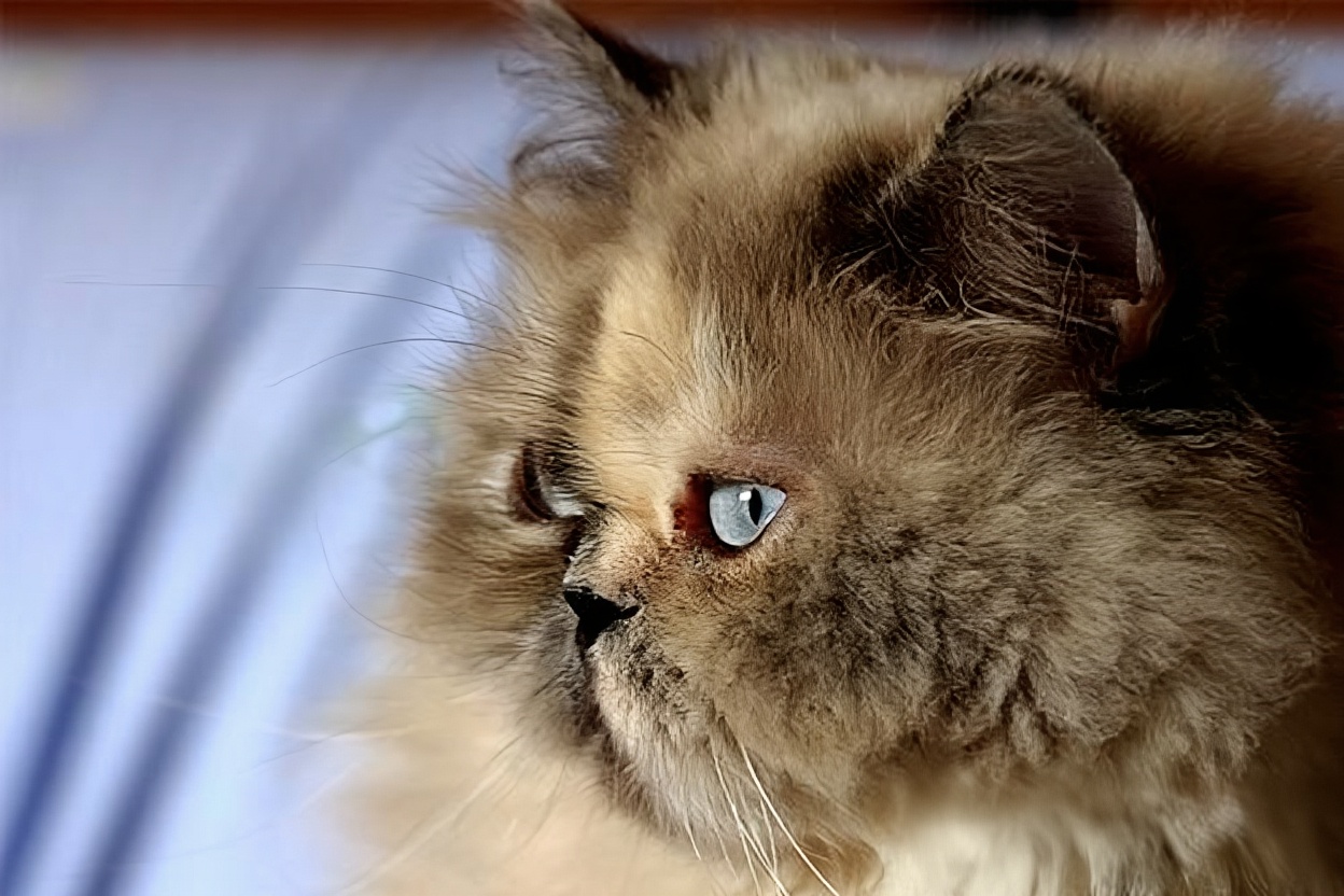 波斯猫