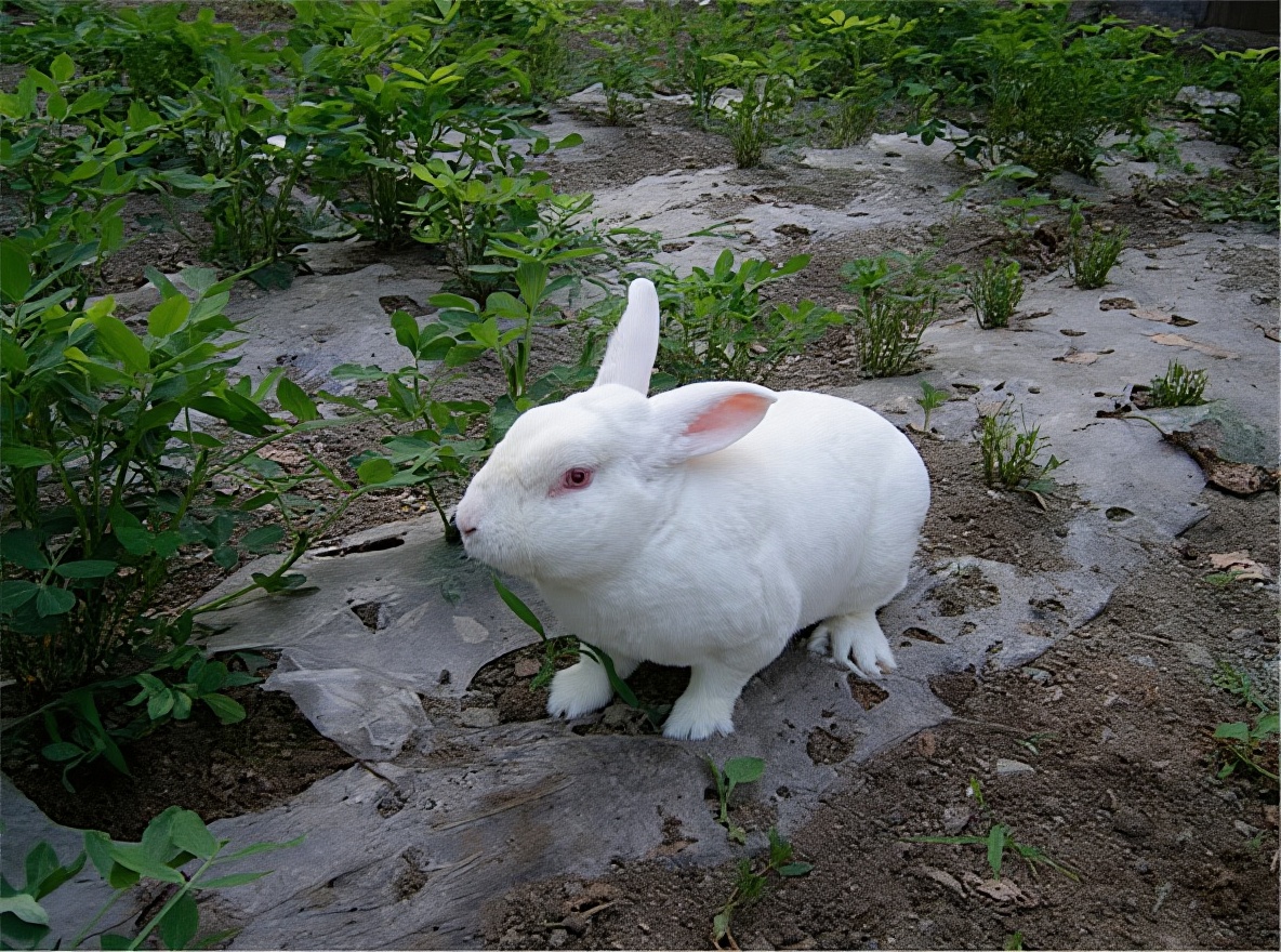 獭兔