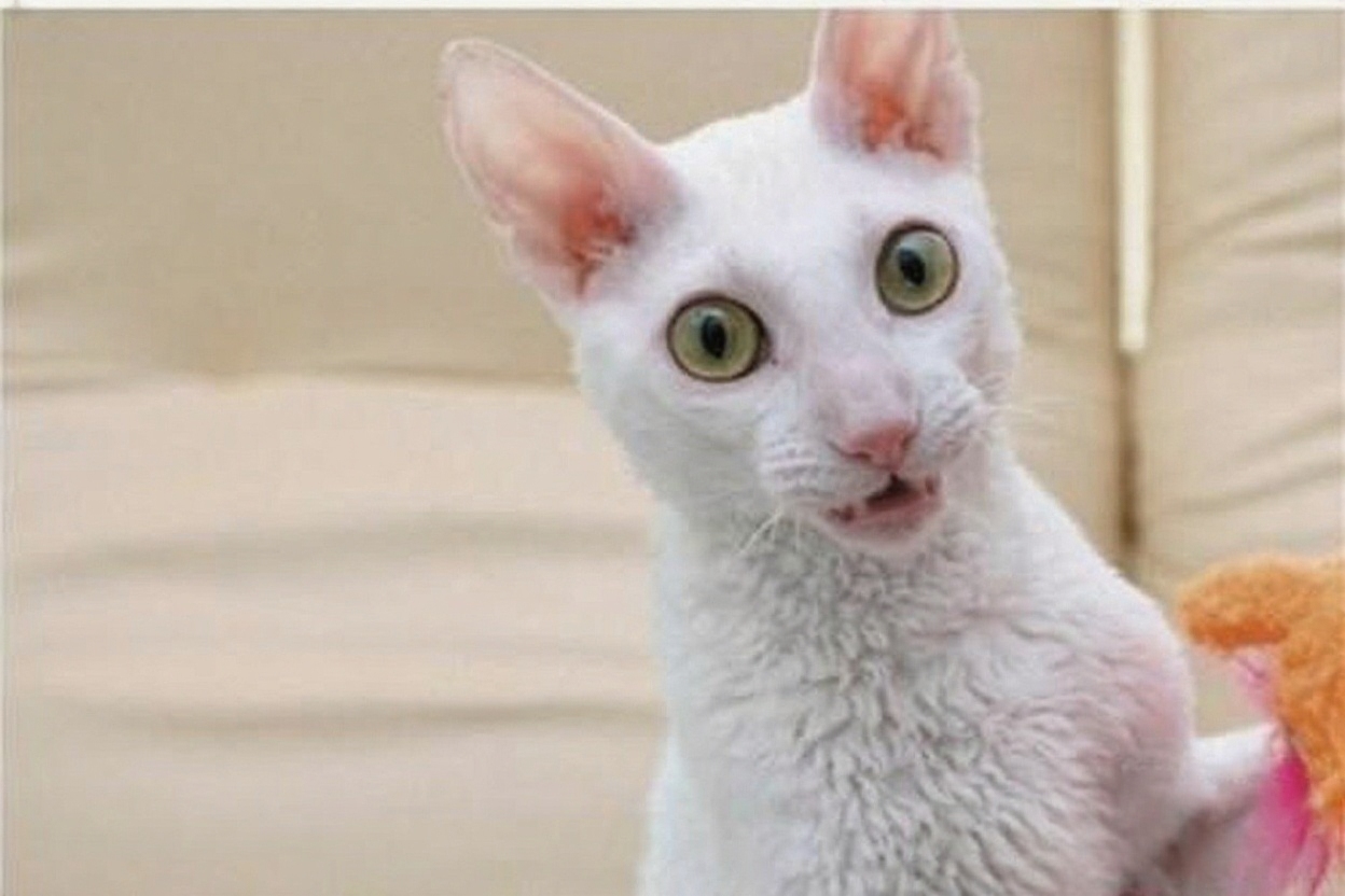 柯尼斯卷毛猫
