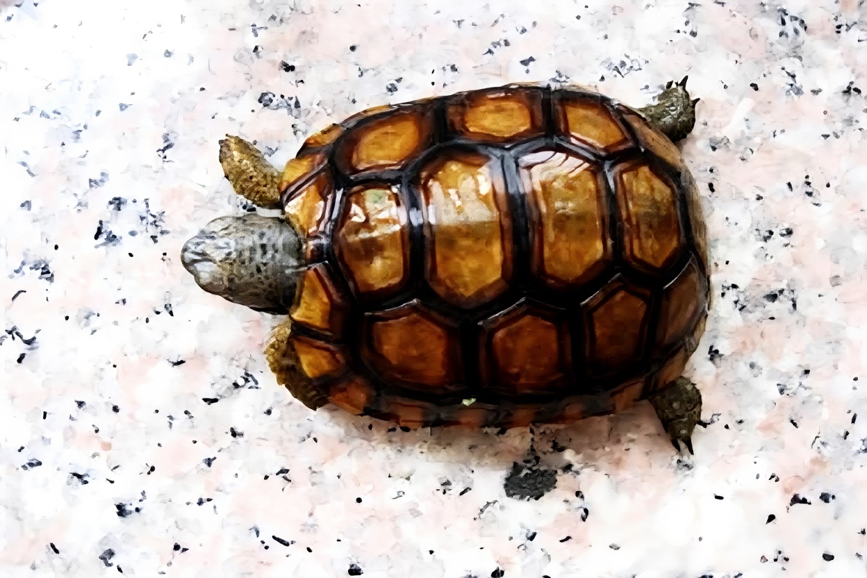 伯格海角陆龟