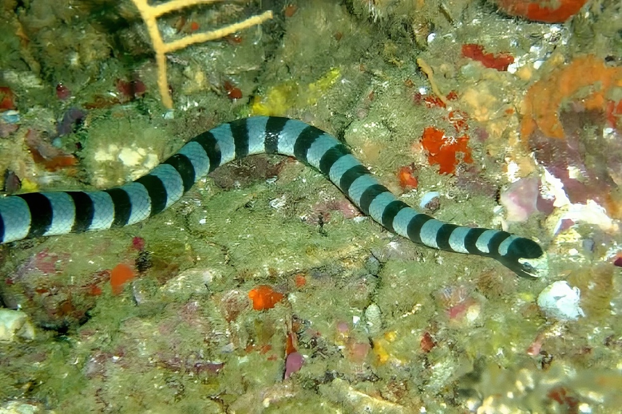 艾基特林海蛇