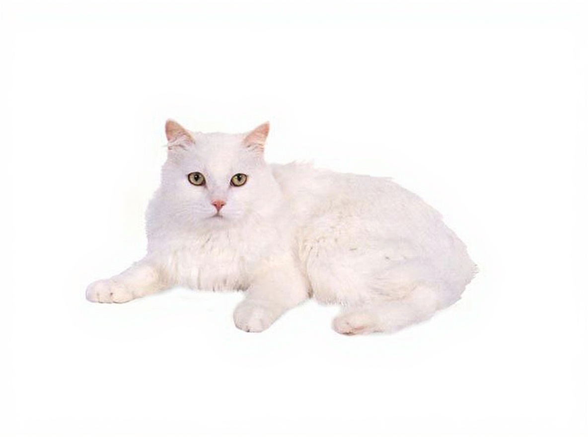 威尔士猫