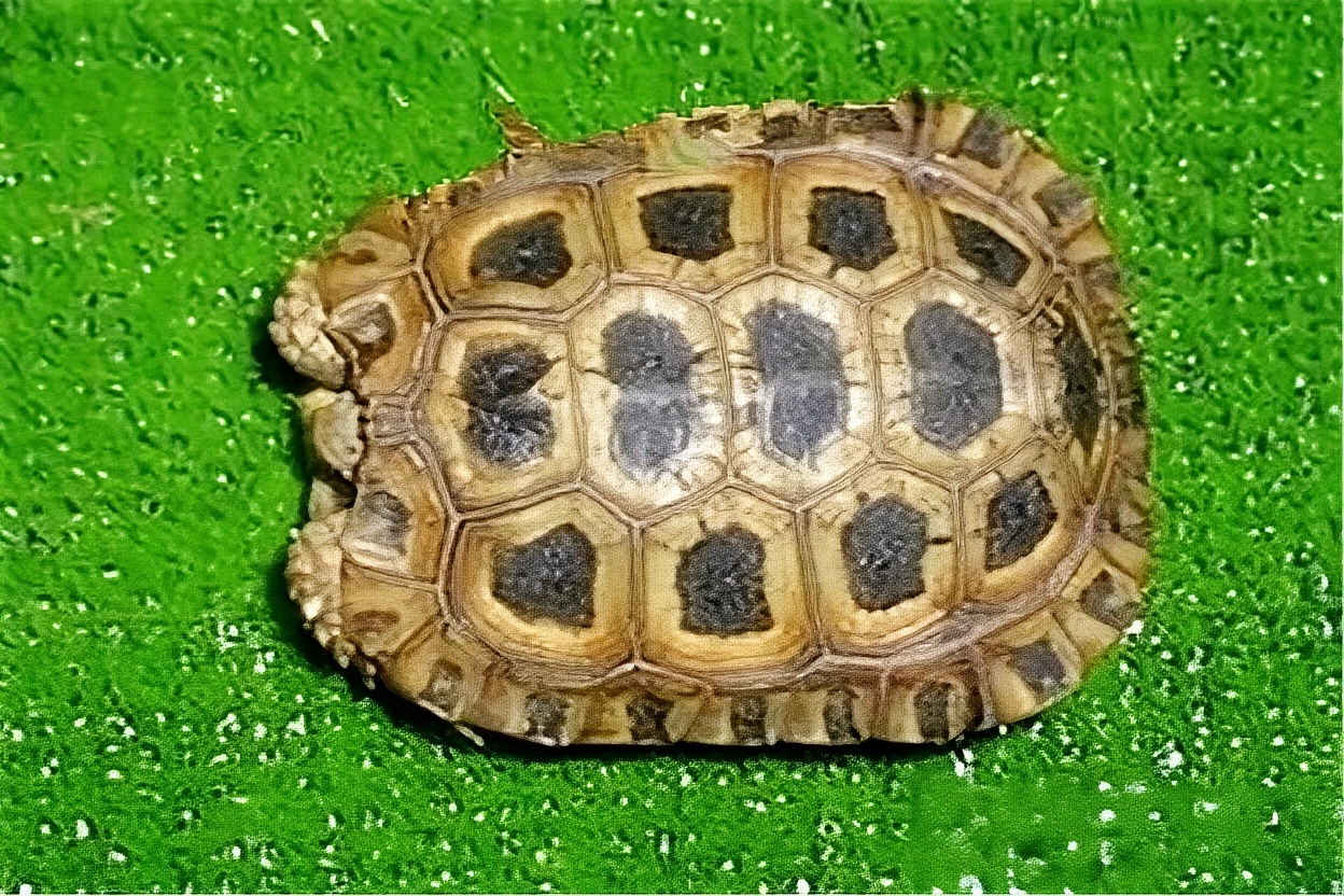 纳塔尔折背陆龟