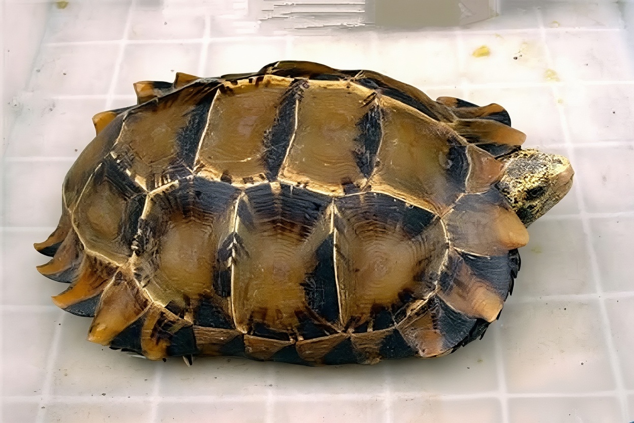 凹甲陆龟