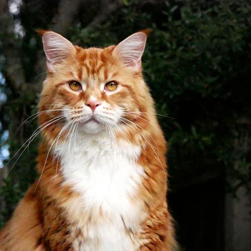 缅因猫