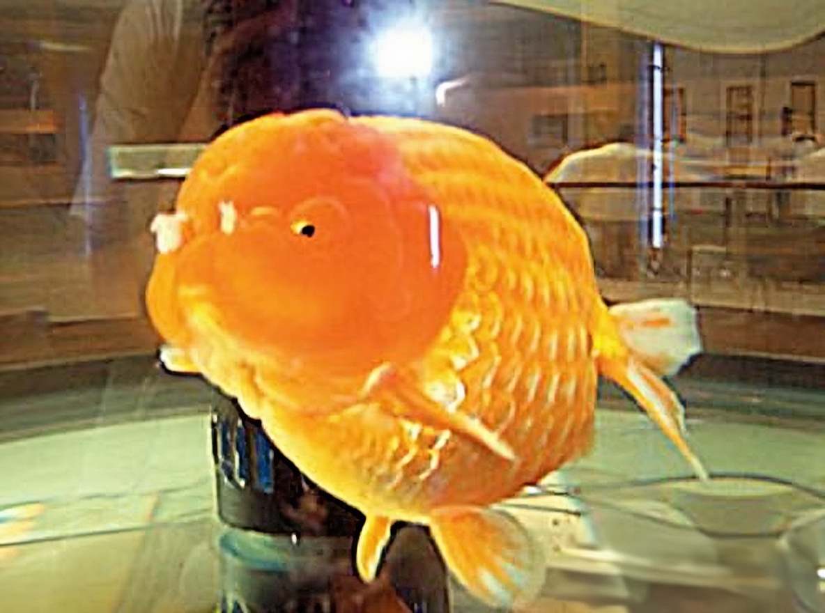 福州兰畴