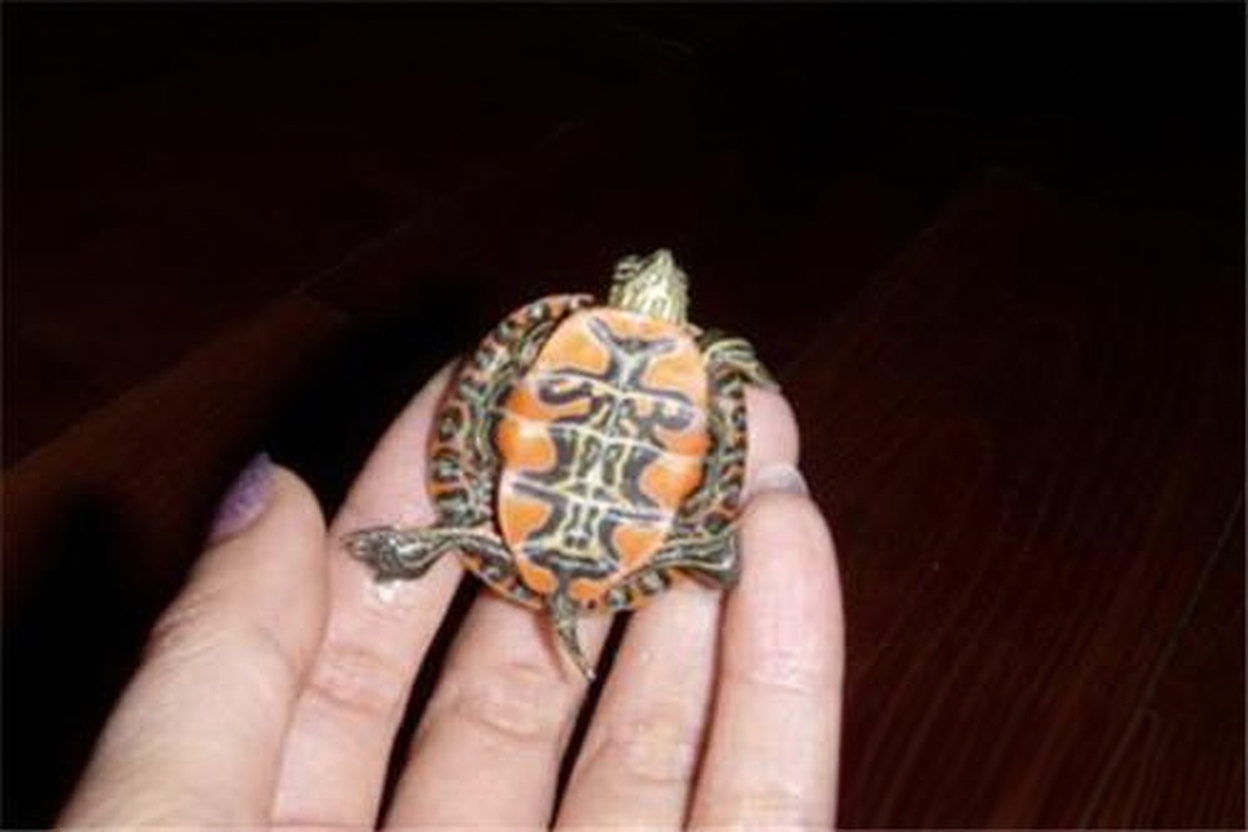 火焰龟