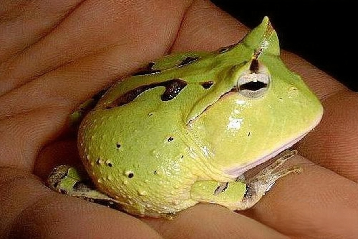 钟角蛙