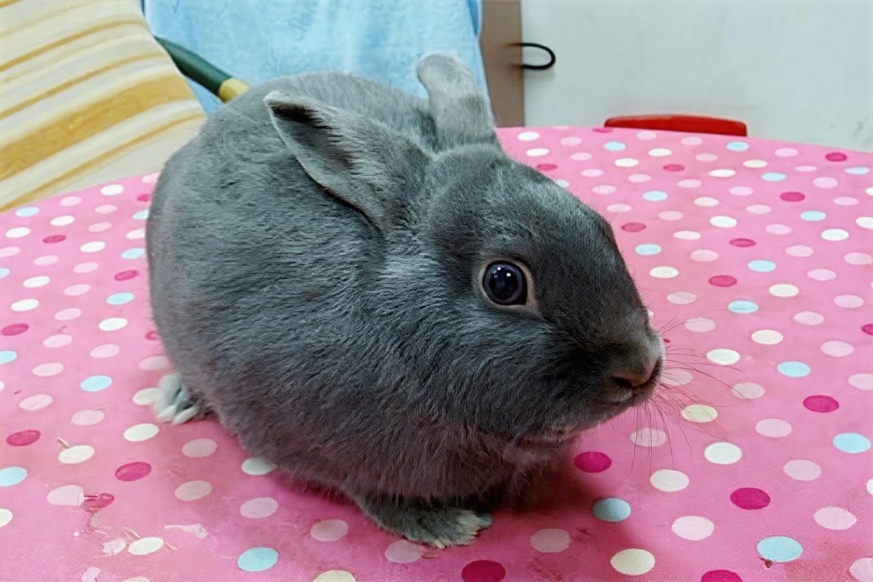 银狐兔