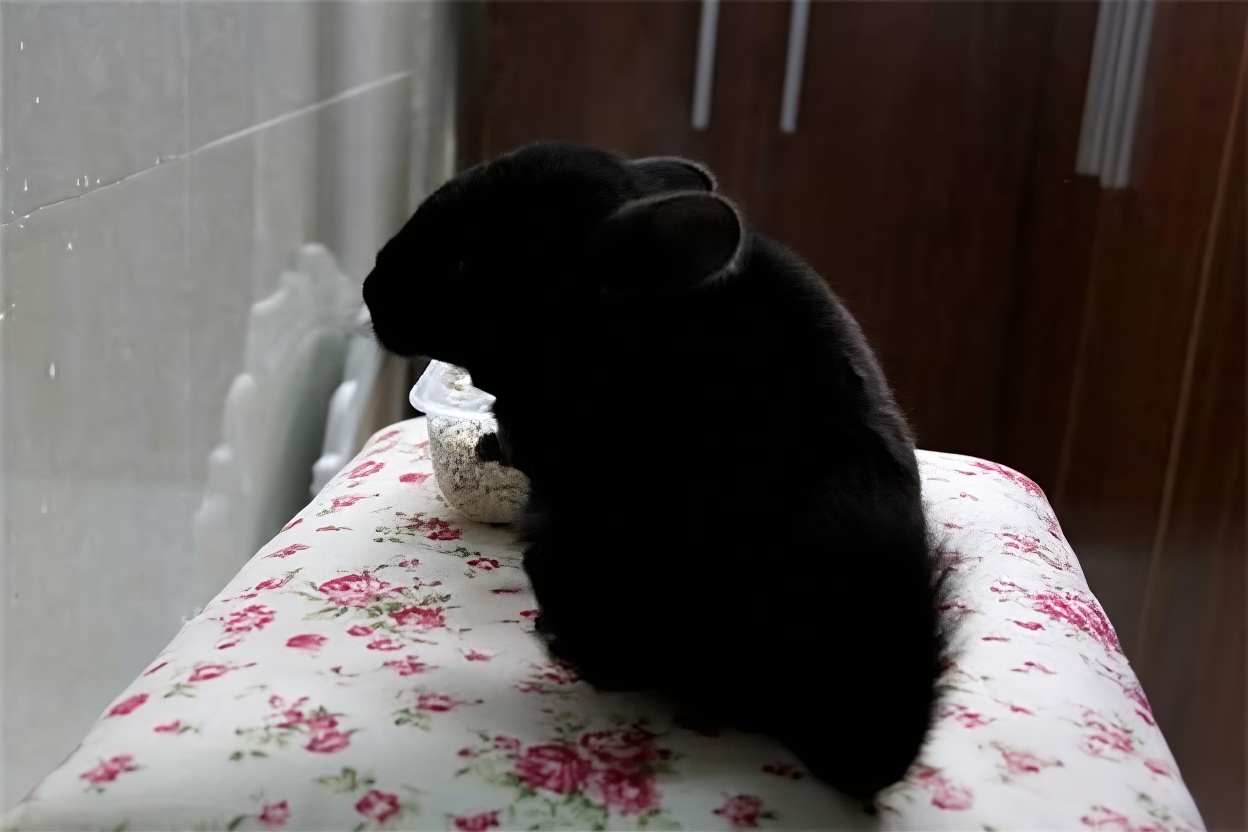 纯黑龙猫