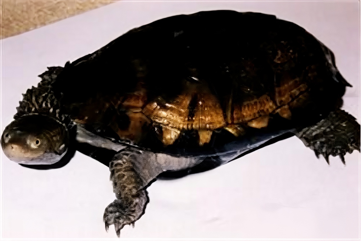 刺股蛇颈龟