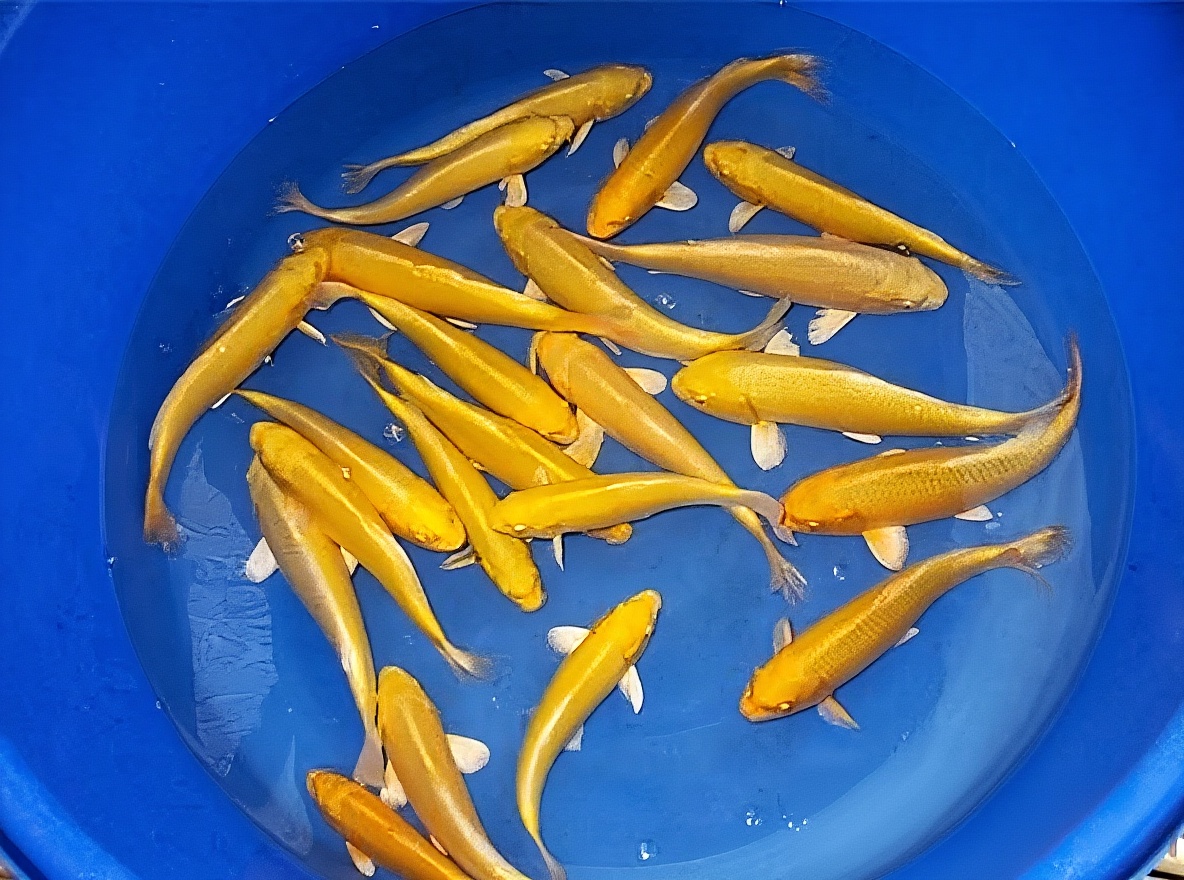 黄金锦鲤