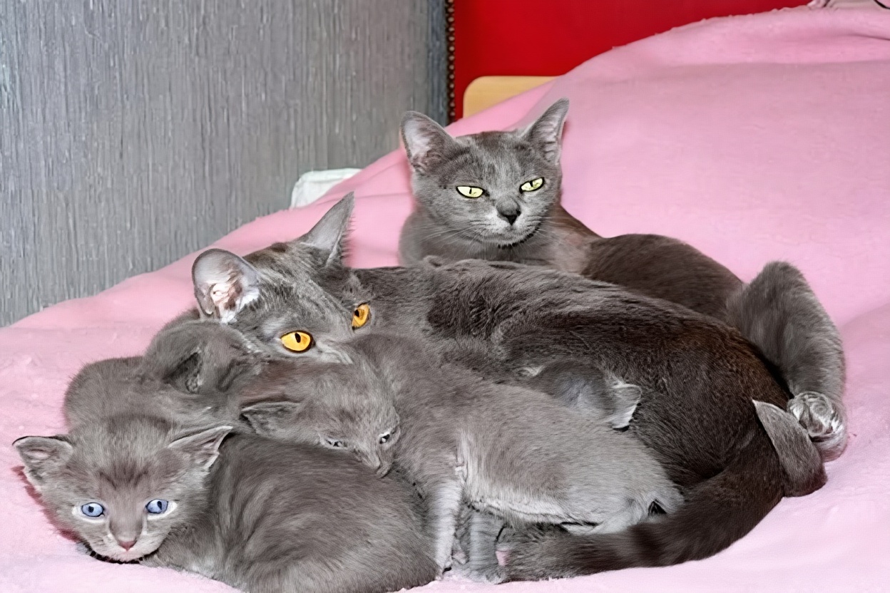 科拉特猫